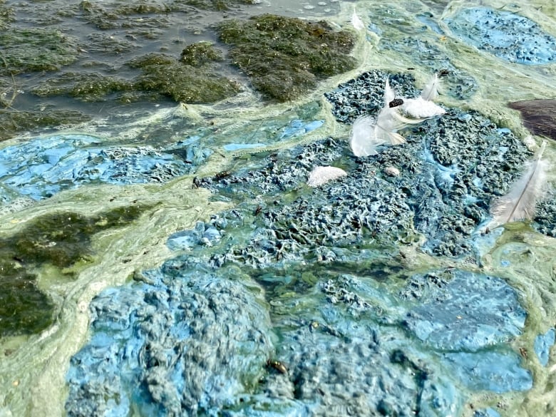 blue green algae is seen floating on top of water