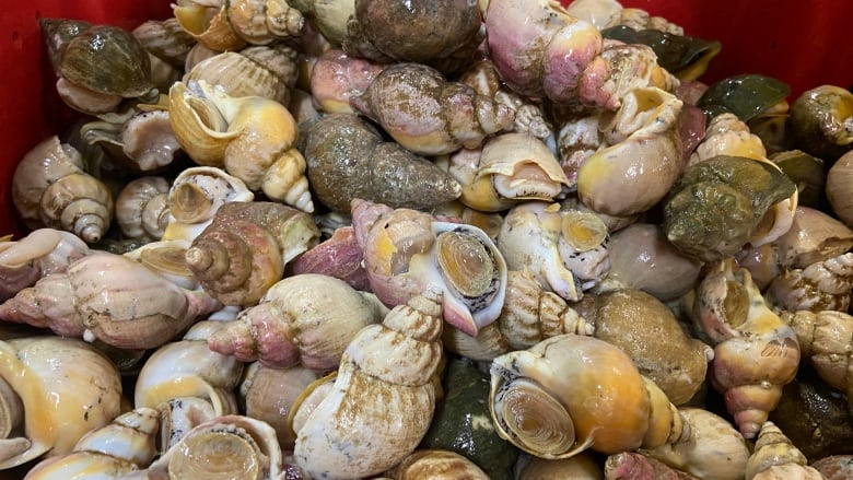 On Tuesday, Fisheries and Oceans Canada officially announced the opening of a commercial whelk fishery in eastern Cape Breton. Louisbourg Seafoods, the company that is processing whelk, says it plans to harvest about 700 metric ton of the sea snails this year. 