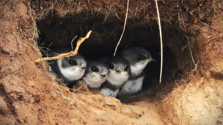 Four tiny birds look out from underground burrow