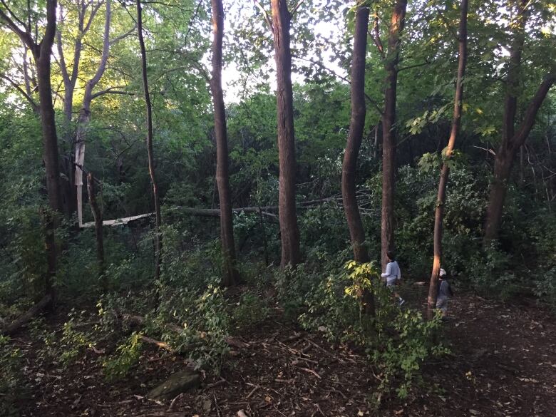 Two people walk through a clearing in Atlantis Woods where invasive buckthorn has taken root. 