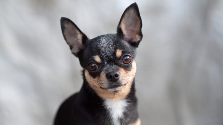 A black and brown chihuahua looks to the camera in front of a beige background.