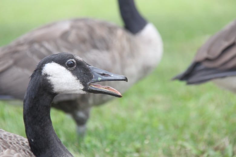 Close up of a goose with its mouth open.