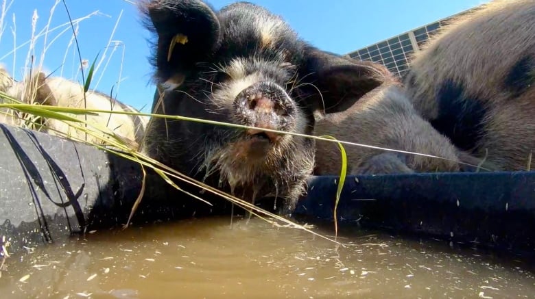 A pig drinks from a water trough.