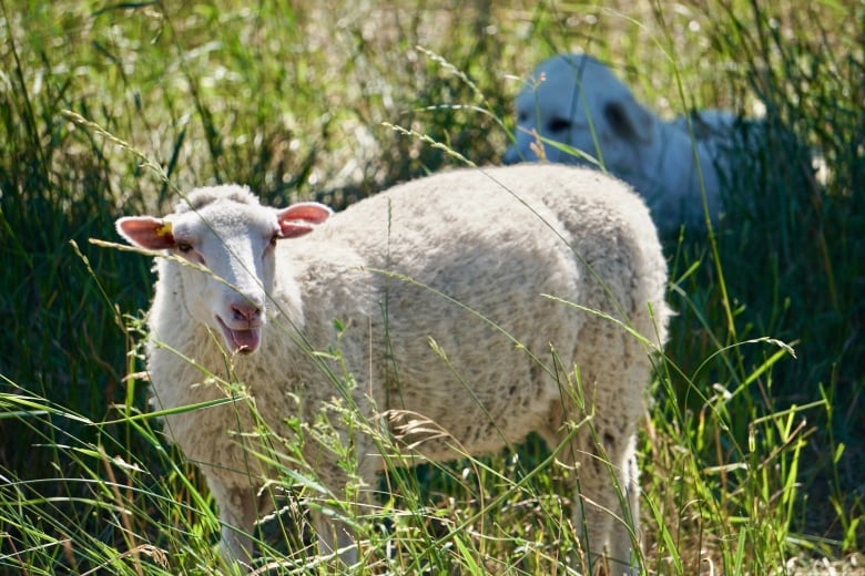 A sheep is seen with a shepherd dog in the background. 