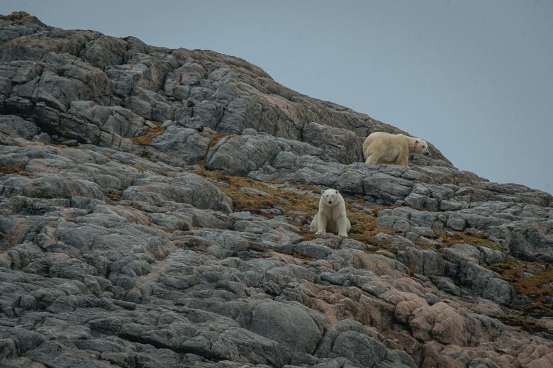 Two polar bears against a rocky mountain