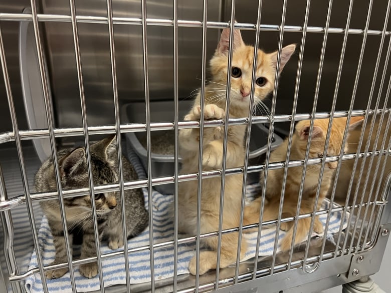 Three kittens play in a cage.