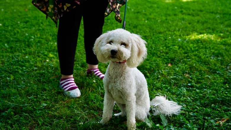 A miniature white poodle sits at his owner's feet at a park. 