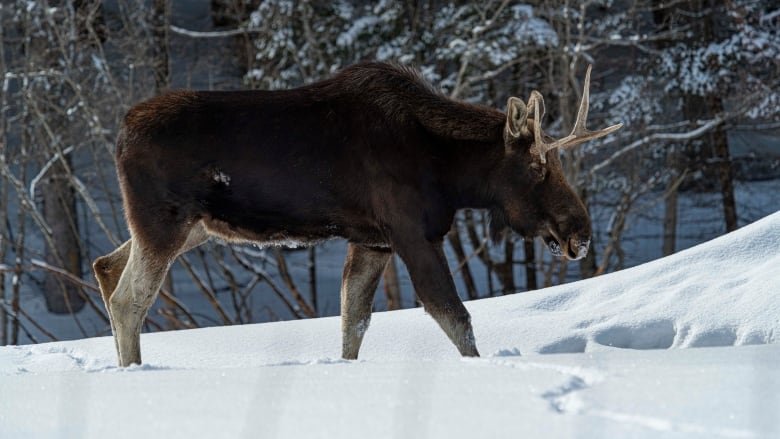 A moose is seen in a snowy forest.