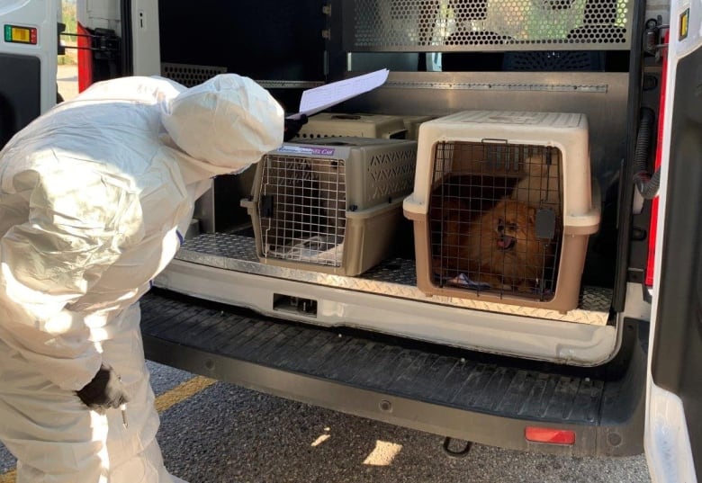 A person in a full contamination white suit looks at two cages containing small fluffy dogs in a vehicle.