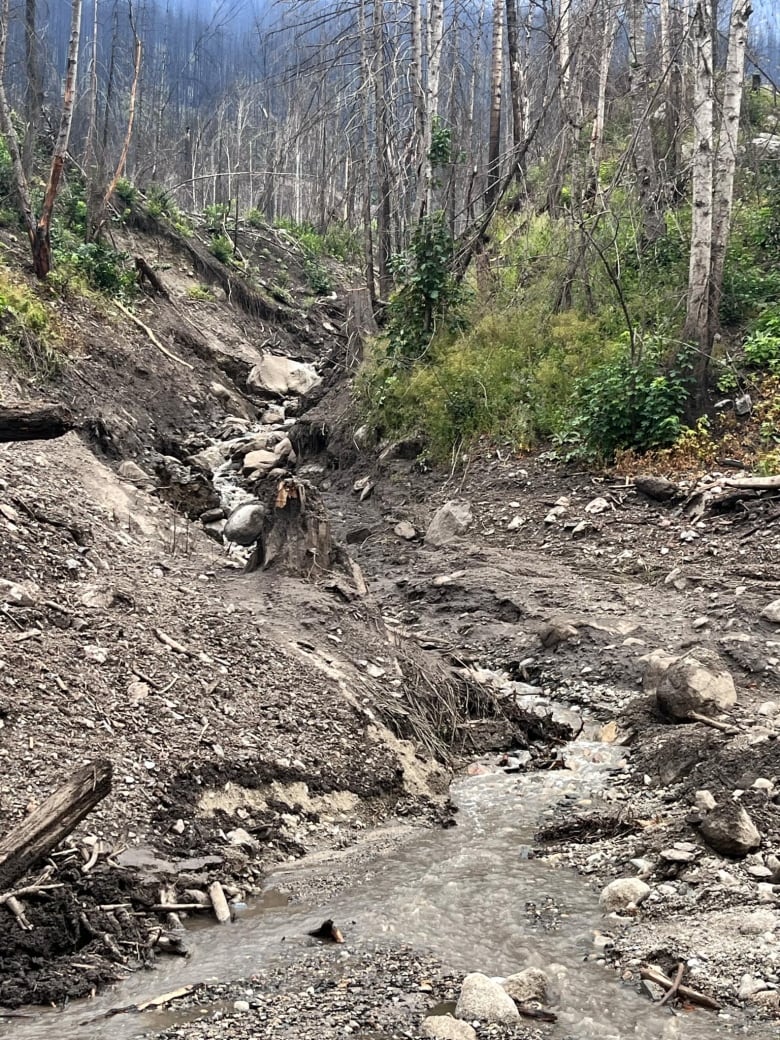 A river is pictured clogged with trees and debris.