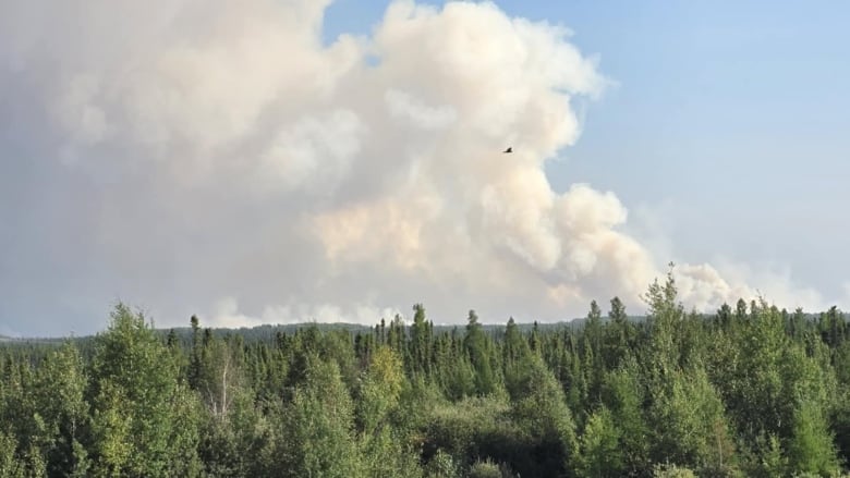 Smoke billows behind forest