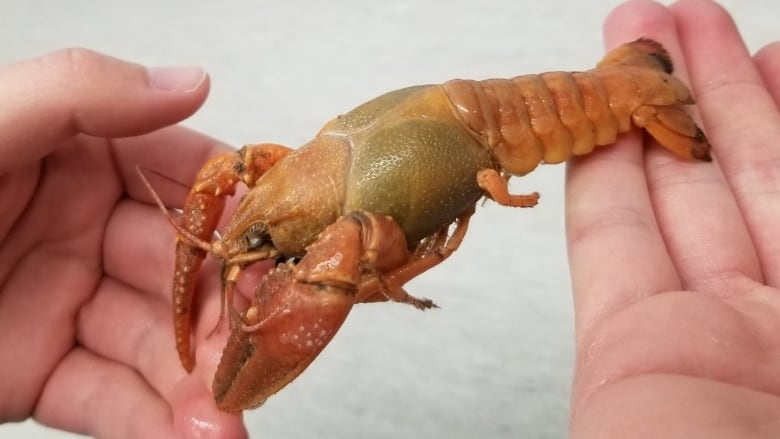 Lobster-looking creature