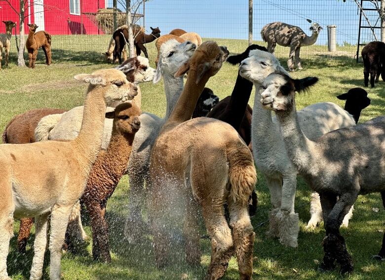 About a dozen alpacas crowd around a sprinkler on the grass during a hot day in August. 