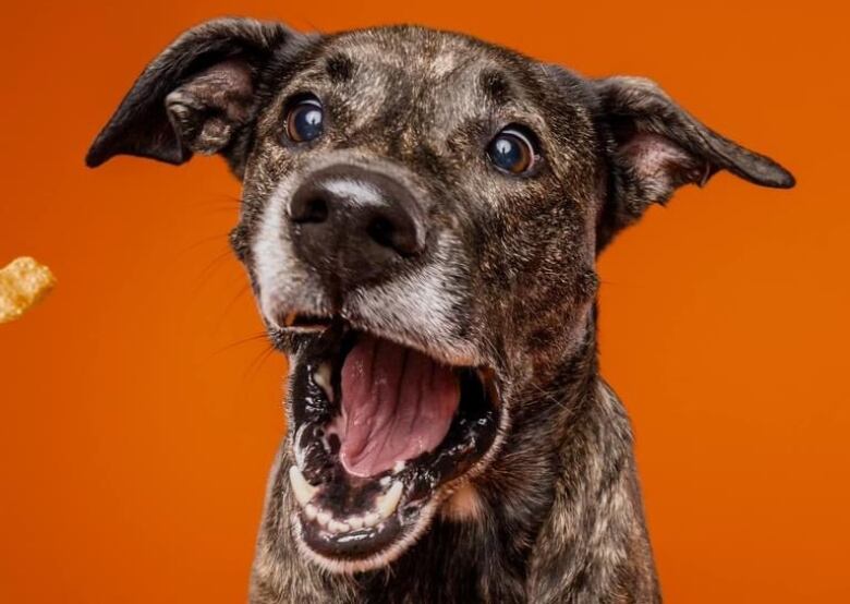 A dog with dark fur looks toward a treat being thrown at them