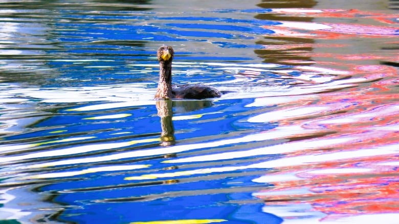 A duck-like bird swims over water that reflects the red, white and blue colours of the Acadian flag.