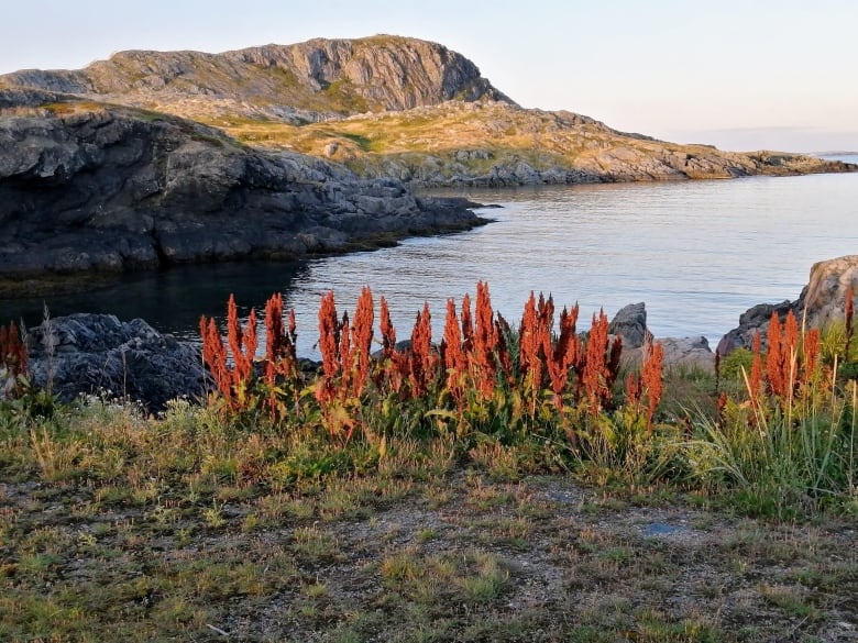 The sun rises over a rocky harbour.