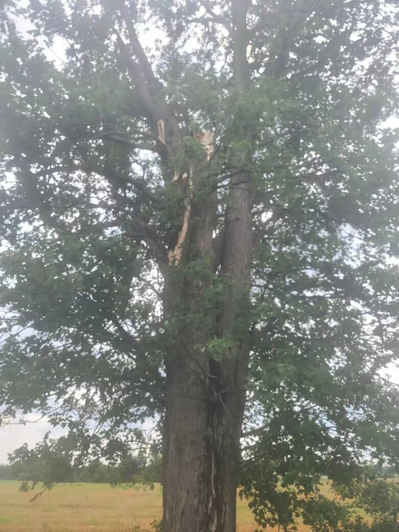 A Chatham-Kent tree where a large limb fell on top of an ATV with people inside during a downburst Aug. 5, 2024.