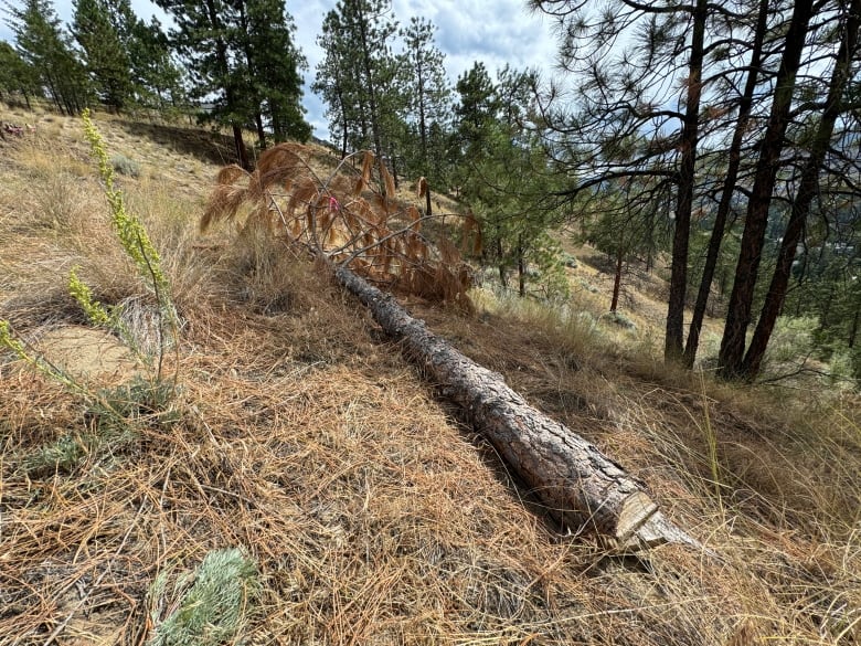 A downed tree on a slope in a forested park.