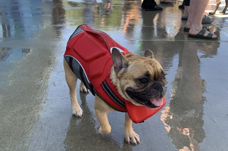 A pug dock in a lifejacket walks alongside an outdoor pool.