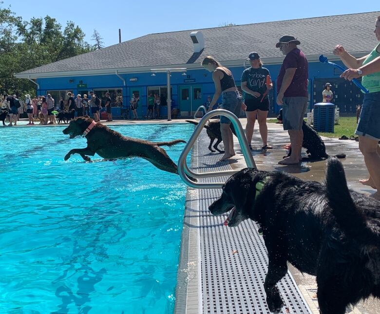 A black dog jumps into a swimming pool during the day while another black dog watches.