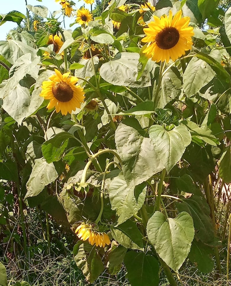 Fully-grown sunflowers bask in the sunshine. 