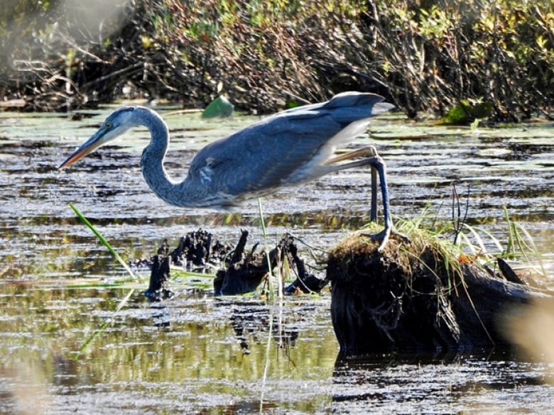 A giant blue bird with an S-shaped neck stands in a shallow body of water.