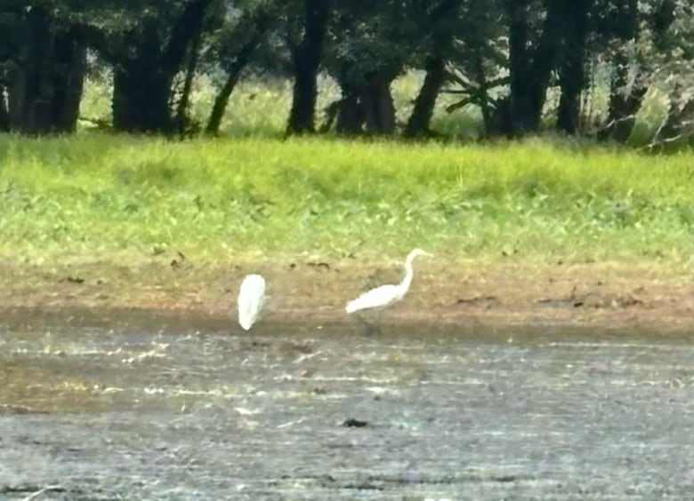 Two white birds stand in a shallow body of water bordered by grass and trees.