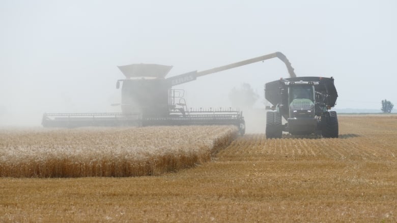 A combine delivers grain into a truck in a wheat field. 