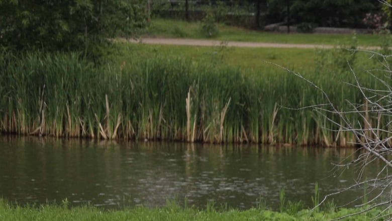 Pelicans on a pond