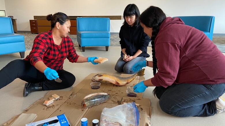 Three women with rubber gloves kneel around a fish 