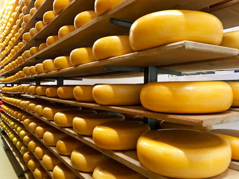 Cheese curing room filled with walls of gouda