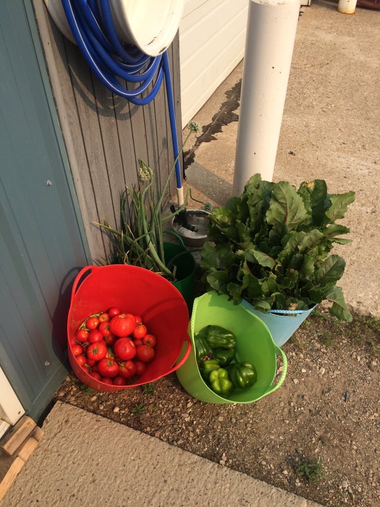 Buckets of tomatoes, green pepper and leafy greens.