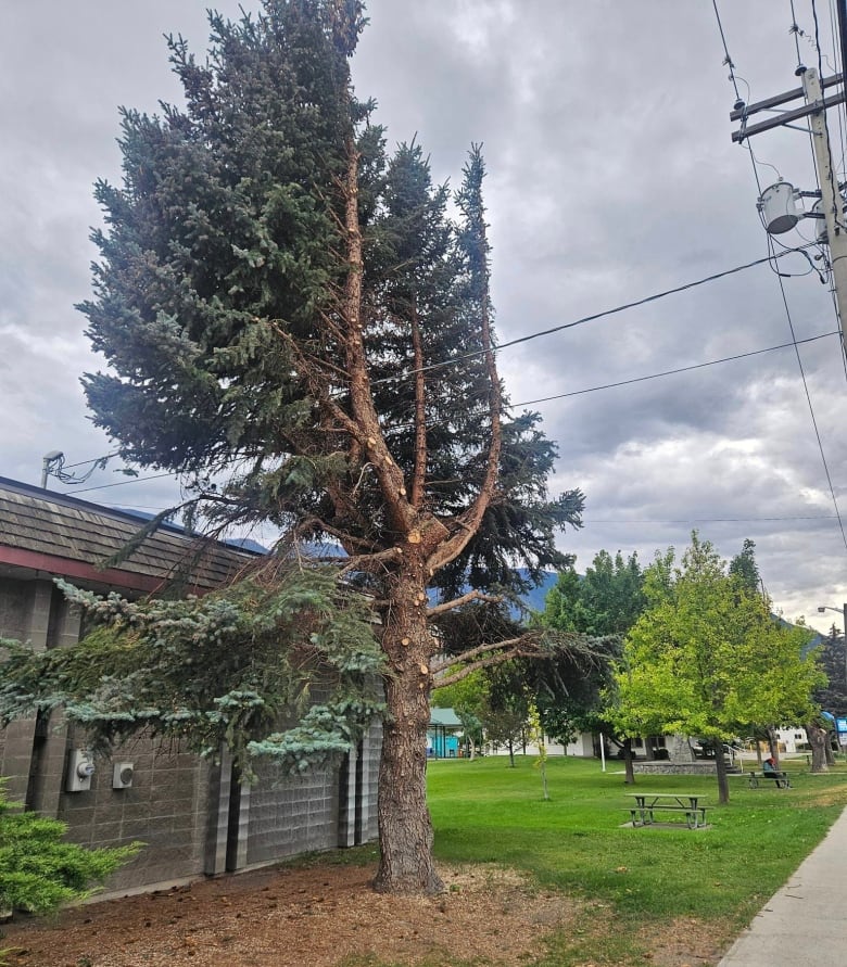 A tree with branches cut off on one side