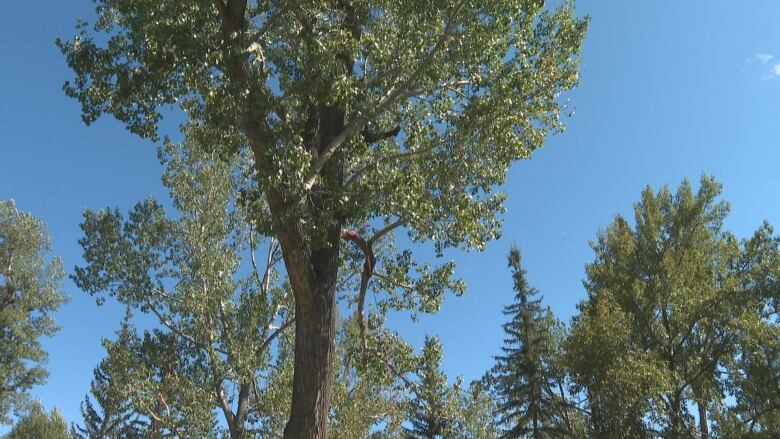 A person barely visible through branches climbs a large tree.