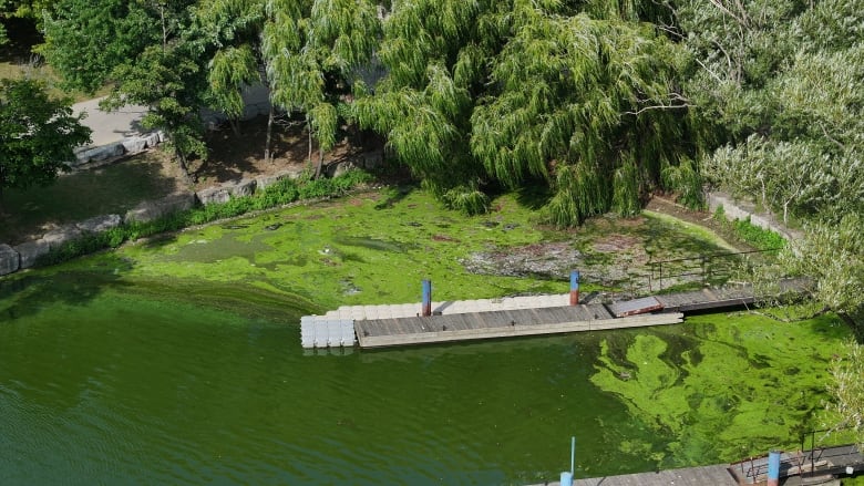 bright green algae