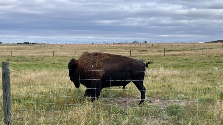 A photo of a bison