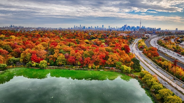 Tree experts say some trees may change colour sooner due to stress. With September now underway, forestry experts say nows a good time to start planning out some excursions into the woods to make sure you don't miss out. This photo of Toronto was taken during a previous fall season.