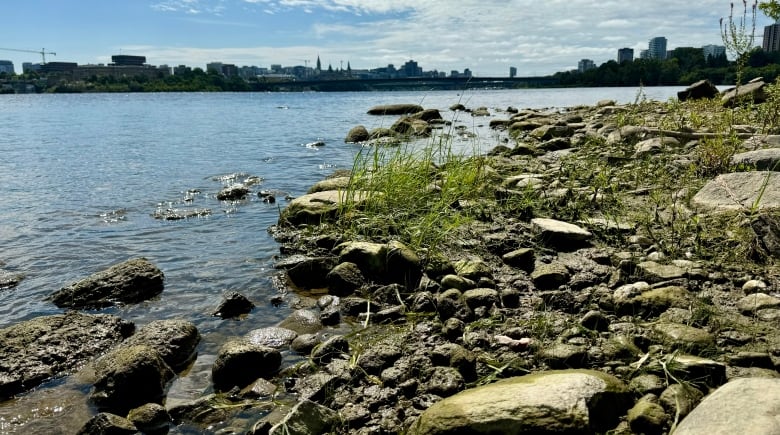 A river shoreline in summer with a city in the background.