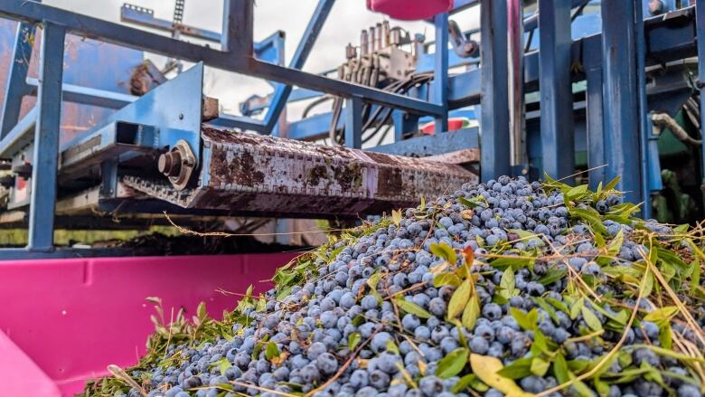 A pile of wild blueberries in a pink bin next to a blue harvester 