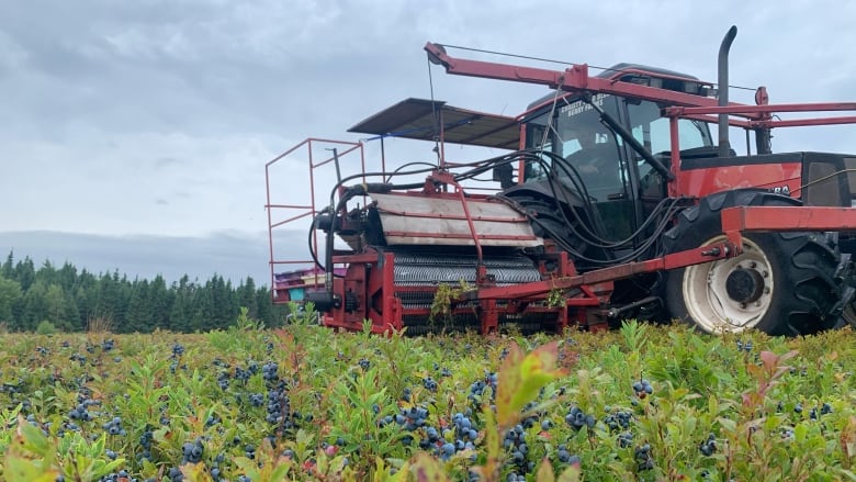 A red tractor in a wild blueberry field 