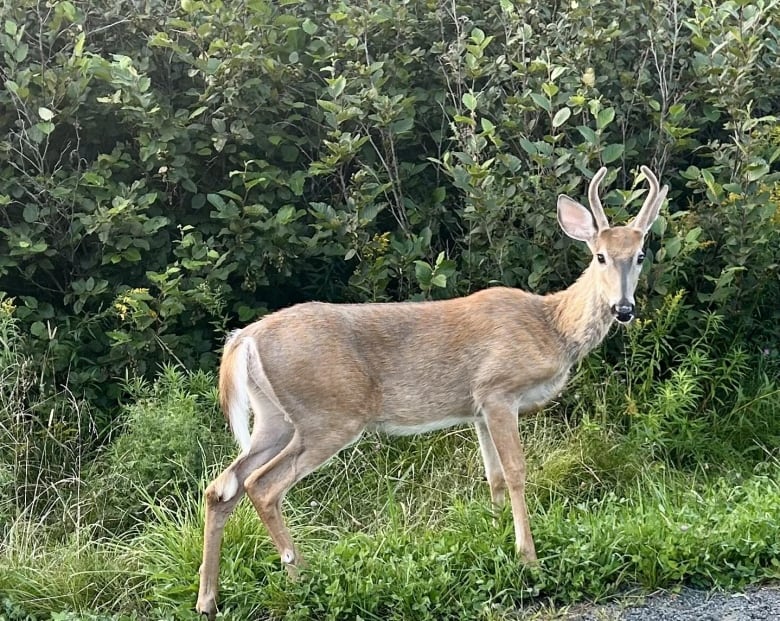 A deer stands on some grass, green bushes in the background.