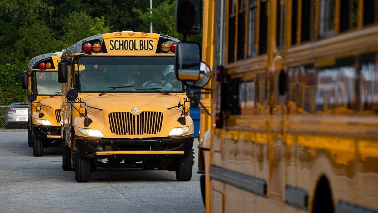 Three chool buses drive down a road on a sunny day. There are green trees in the background.