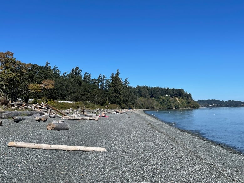 A beach area with logs lying around and a forest in the background.