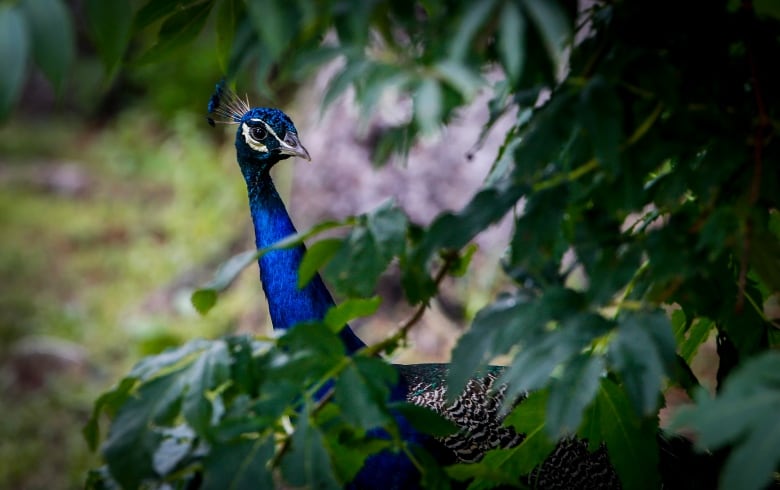 A peacock peeks from behind a bush.