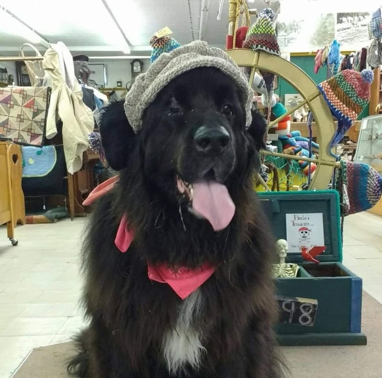 A Newfoundland dog wearing a scarf and a knitted hat stands with its tongue out.