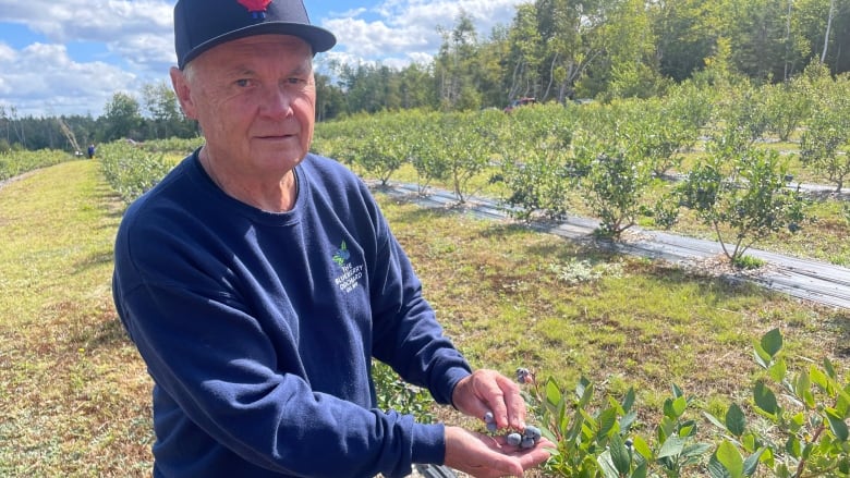 A man in a blue sweatshirt and ball cap holds some berries on bush 