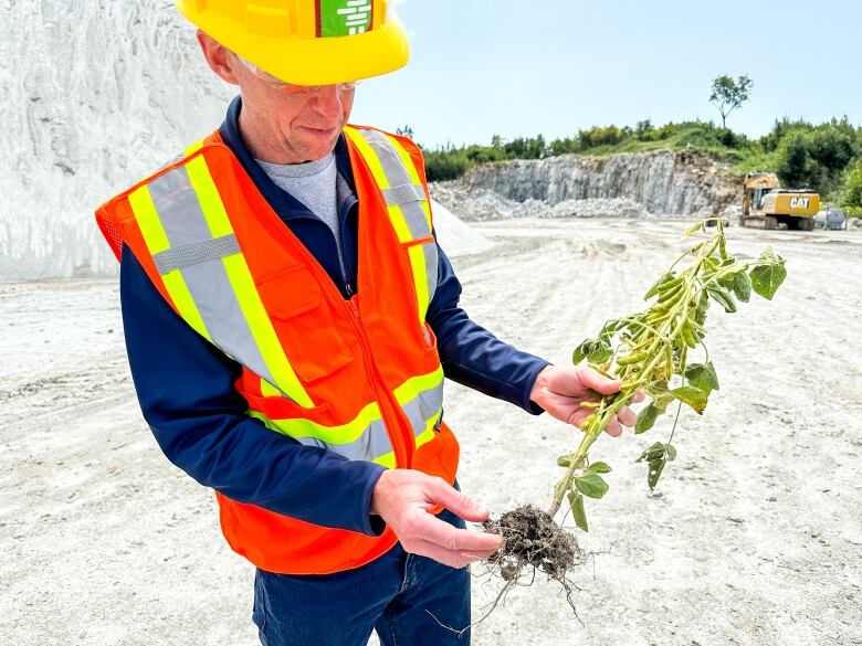 Project Manager Harris Ivens examines a soybean plant grown on a nearby farm where Wollastonite has been spread