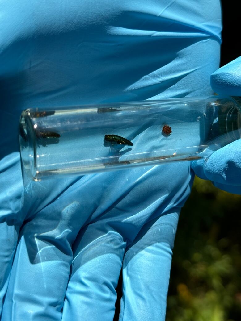 A glass vile containing an emerald ash borer.