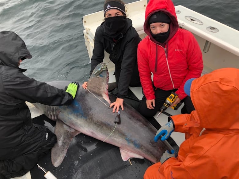 Four people dressed in rain gear, including two women facing the camera, attach a device to the fin of a shark on the deck of a boat.