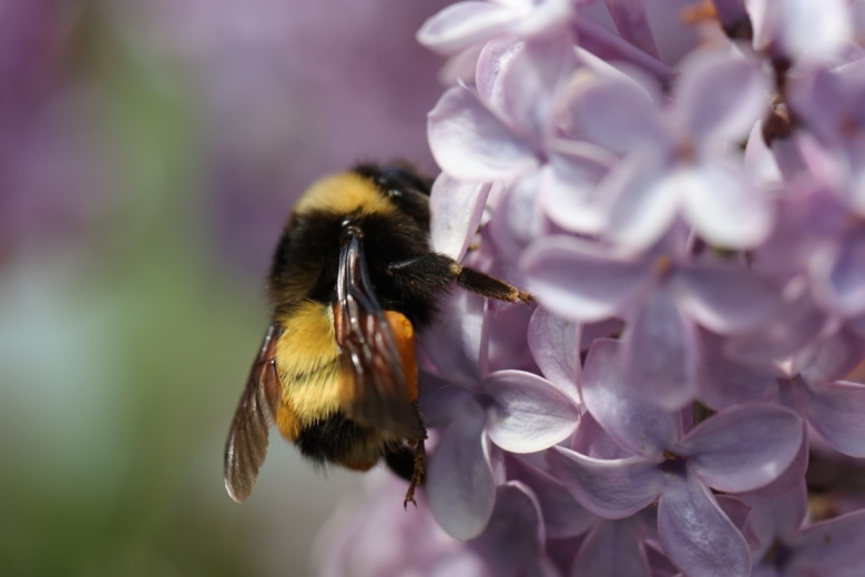 Close-up picture of a bumblebee sitting on a pink lilac flower. 